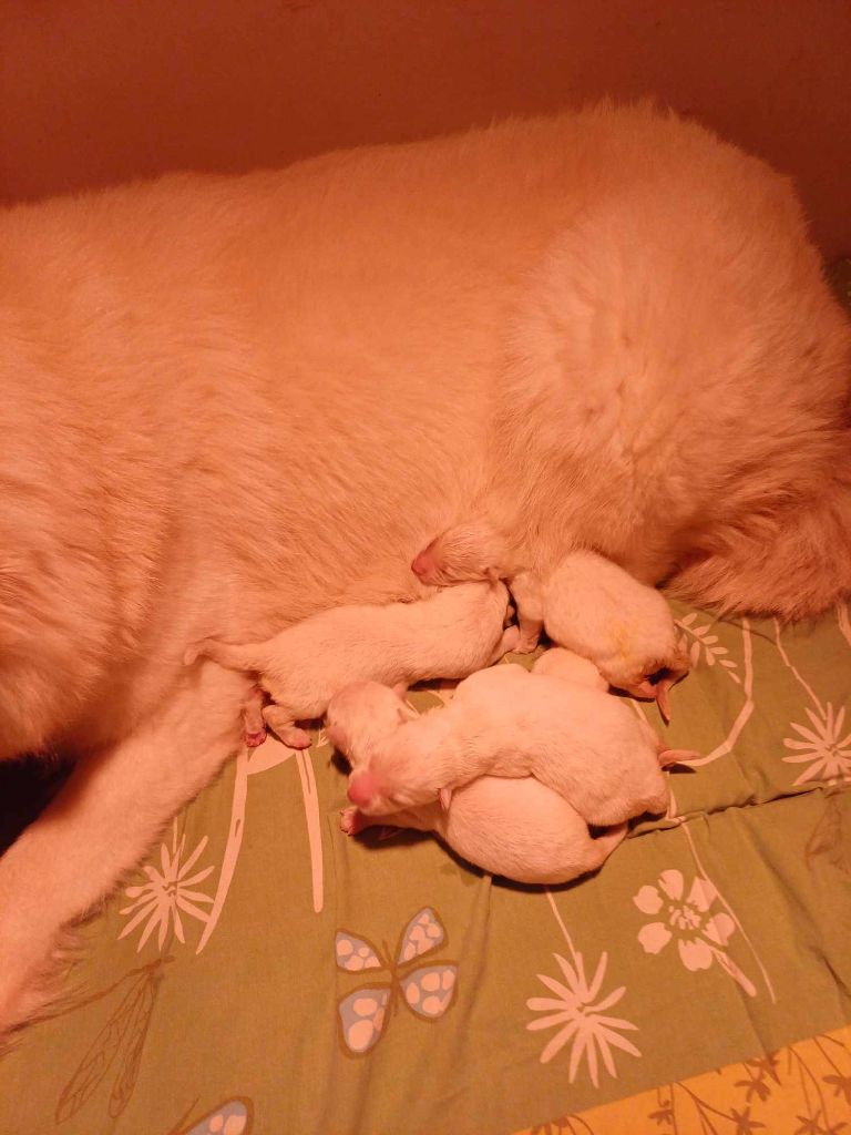 CHIOT 1 - Berger Blanc Suisse