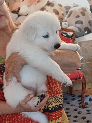 Les chiots de Berger Blanc Suisse