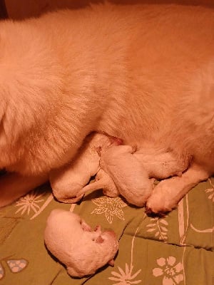 Les chiots de Berger Blanc Suisse