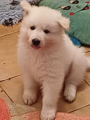 Les chiots de Berger Blanc Suisse