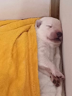 Les chiots de Berger Blanc Suisse