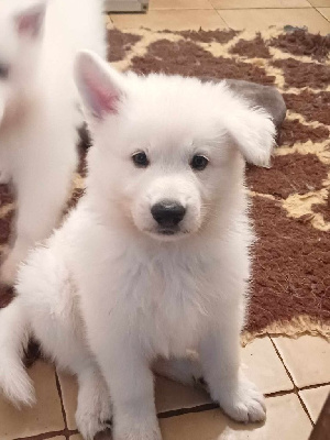 Les chiots de Berger Blanc Suisse