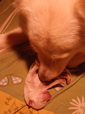 Les chiots de Berger Blanc Suisse