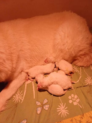 Les chiots de Berger Blanc Suisse