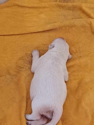 Les chiots de Berger Blanc Suisse