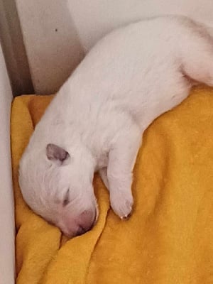 Les chiots de Berger Blanc Suisse