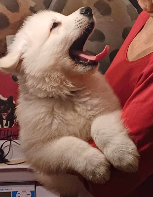 Les chiots de Berger Blanc Suisse