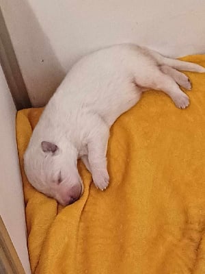 Les chiots de Berger Blanc Suisse