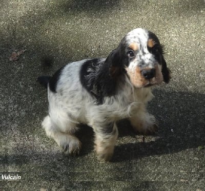 Les chiots de Cocker Spaniel Anglais