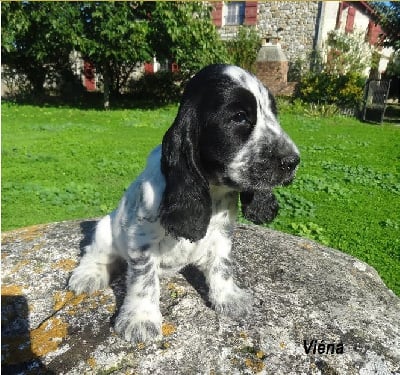 Les chiots de Cocker Spaniel Anglais