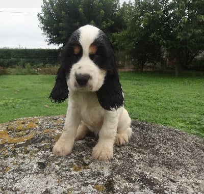 Les chiots de Cocker Spaniel Anglais