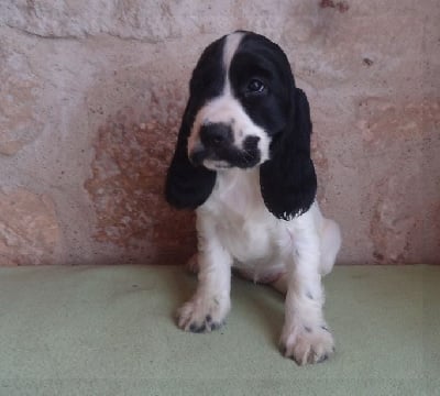 Les chiots de Cocker Spaniel Anglais