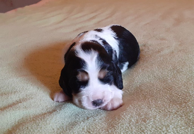 Les chiots de Cocker Spaniel Anglais