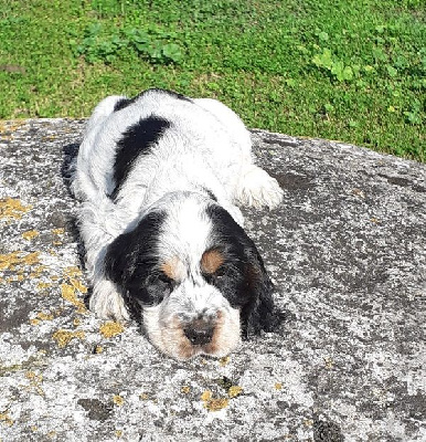 Les chiots de Cocker Spaniel Anglais