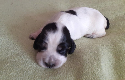 Les chiots de Cocker Spaniel Anglais