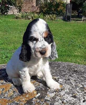 Les chiots de Cocker Spaniel Anglais