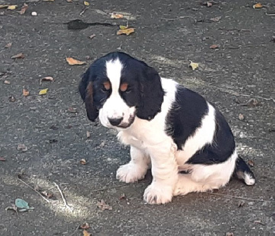 Les chiots de Cocker Spaniel Anglais