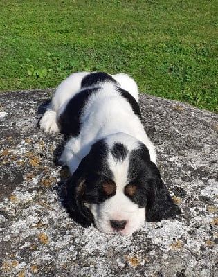 Les chiots de Cocker Spaniel Anglais