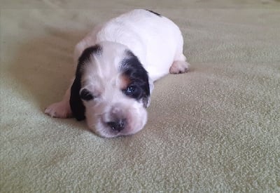 Les chiots de Cocker Spaniel Anglais