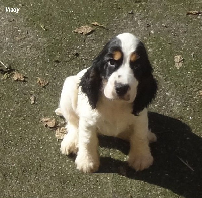 Les chiots de Cocker Spaniel Anglais