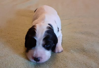 Les chiots de Cocker Spaniel Anglais