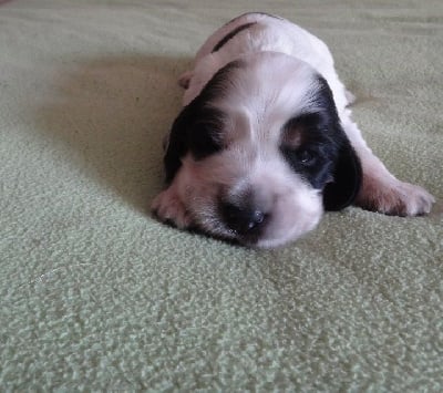 Les chiots de Cocker Spaniel Anglais