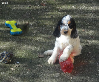 Les chiots de Cocker Spaniel Anglais