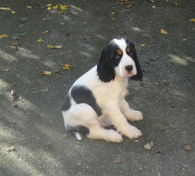 Les chiots de Cocker Spaniel Anglais