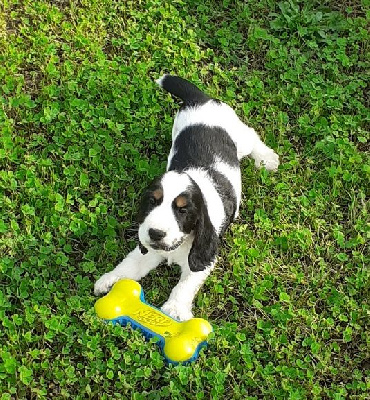 VASCO - Cocker Spaniel Anglais