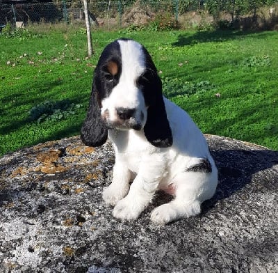 Les chiots de Cocker Spaniel Anglais