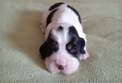 Les chiots de Cocker Spaniel Anglais