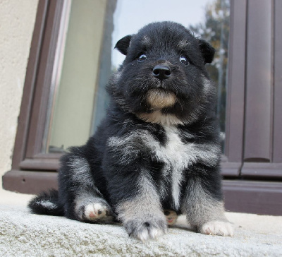 Les chiots de Chien finnois de Laponie