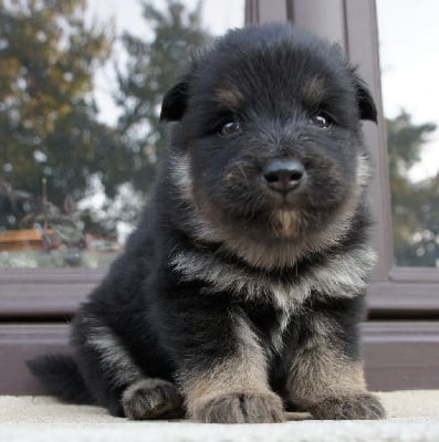 Les chiots de Chien finnois de Laponie