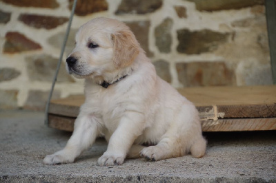 Les chiots de Golden Retriever