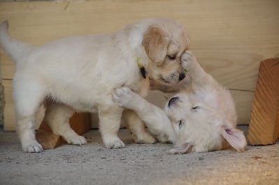 Les chiots de Golden Retriever