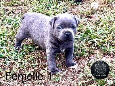 Les chiots de Staffordshire Bull Terrier