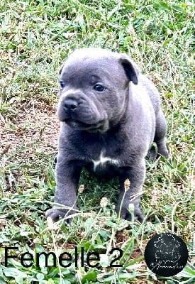 Les chiots de Staffordshire Bull Terrier