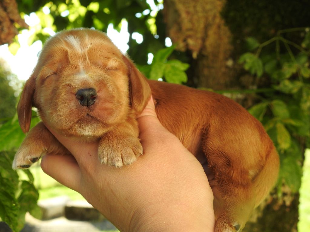 Mâle fauve - Cocker Spaniel Anglais