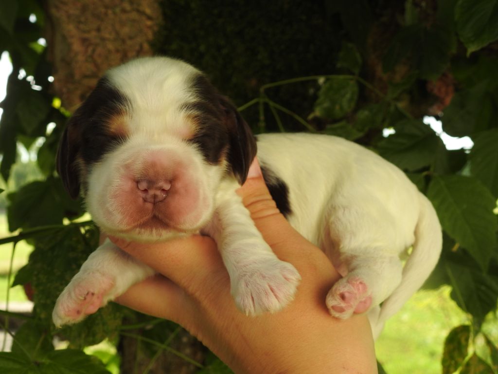 Mâle tri choco - Cocker Spaniel Anglais