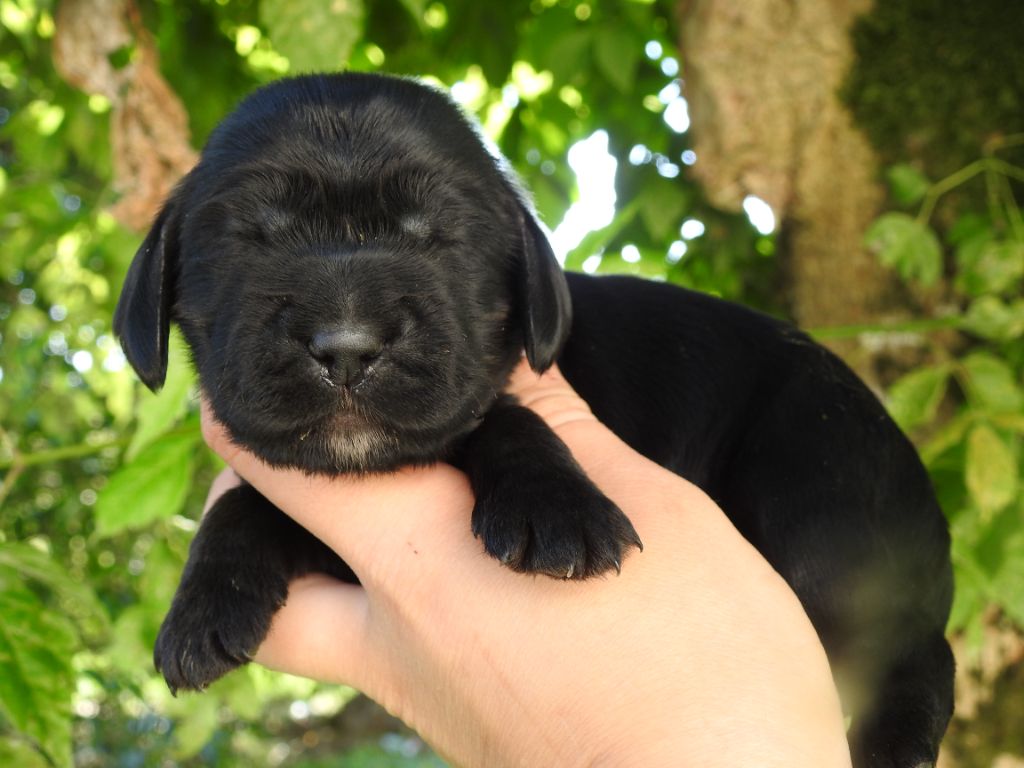 Mâle noir - Cocker Spaniel Anglais