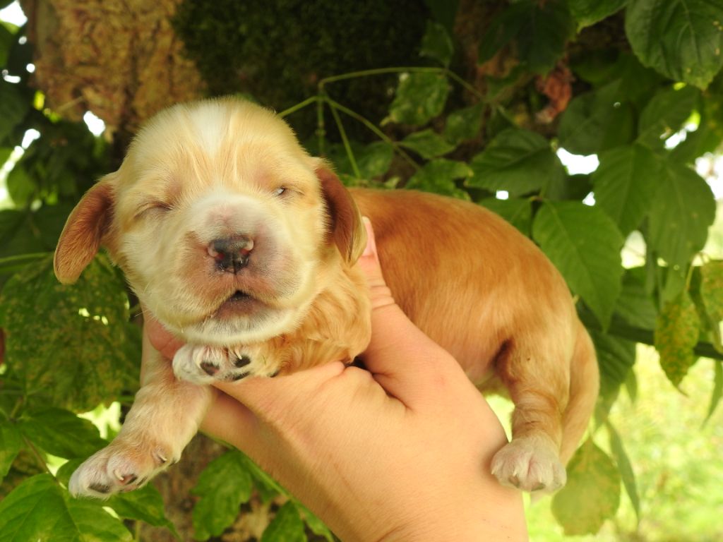 Mâle fauve - Cocker Spaniel Anglais