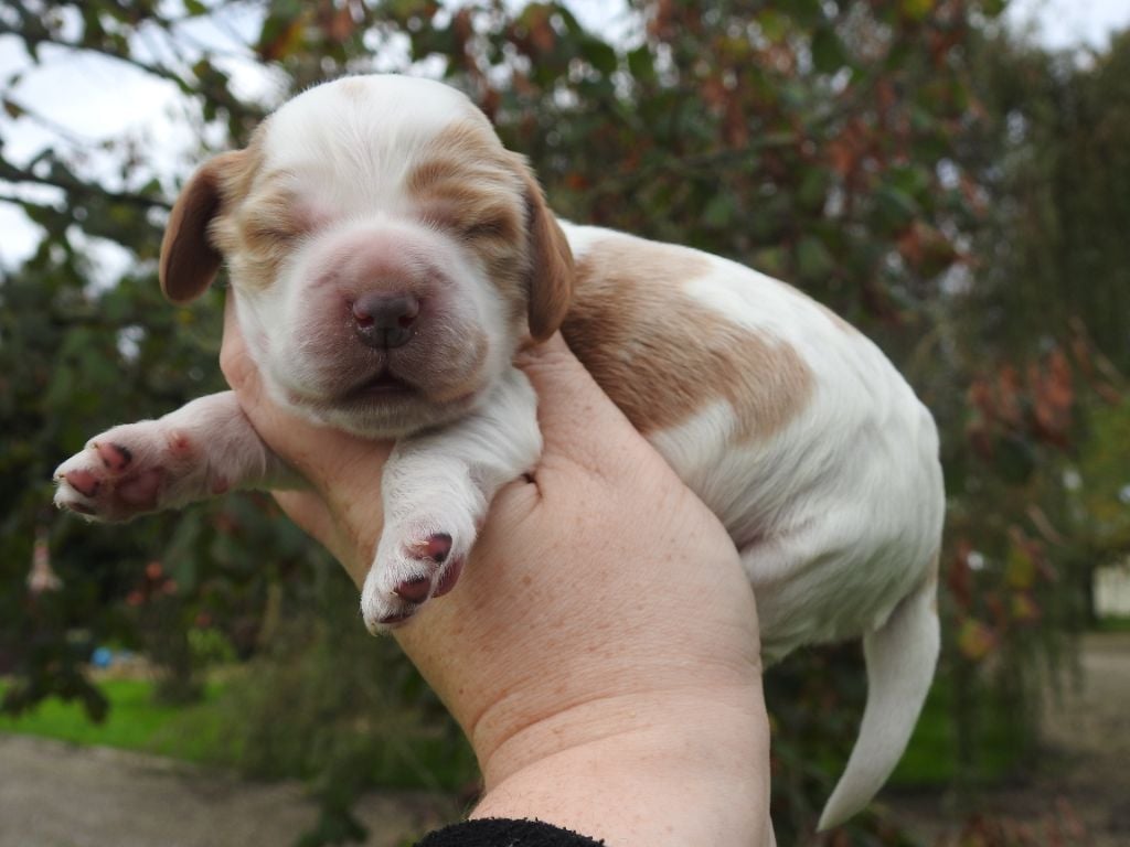 Mâle blanc et orange rouan - Cocker Spaniel Anglais