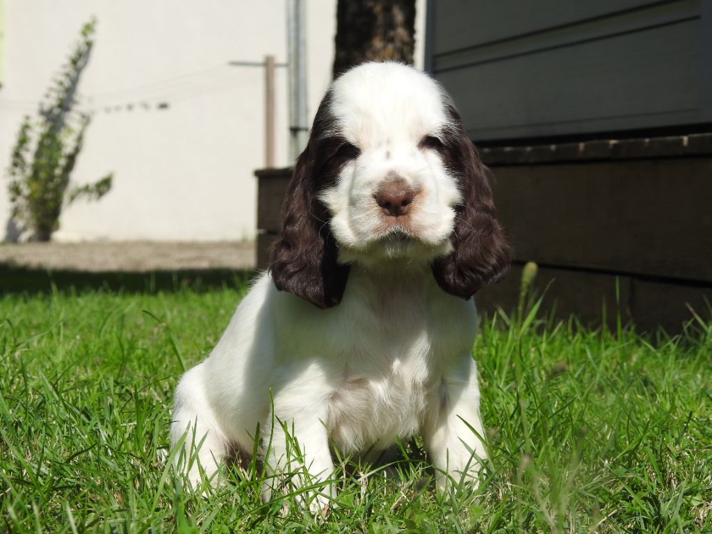 Mâle tricolore chocolat - Cocker Spaniel Anglais