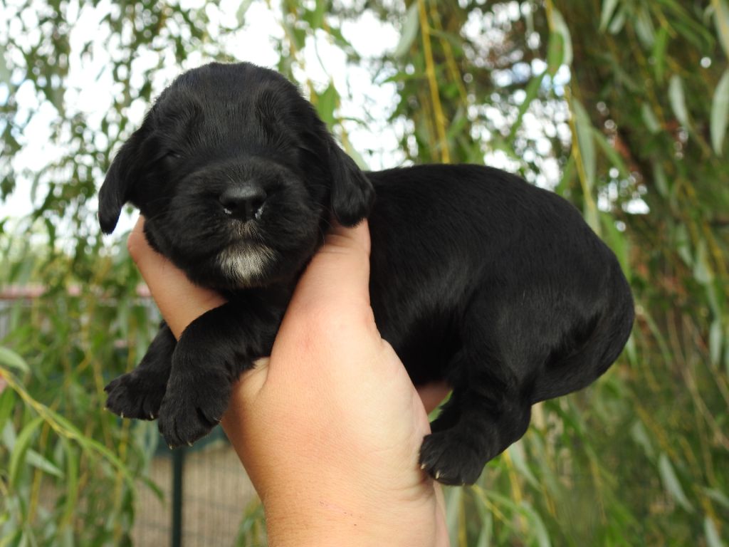 Mâle noir - Cocker Spaniel Anglais