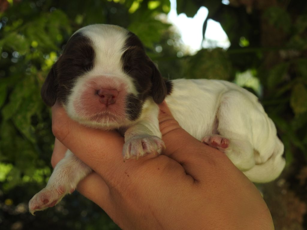 Femelle tri chocolat rouan - Cocker Spaniel Anglais