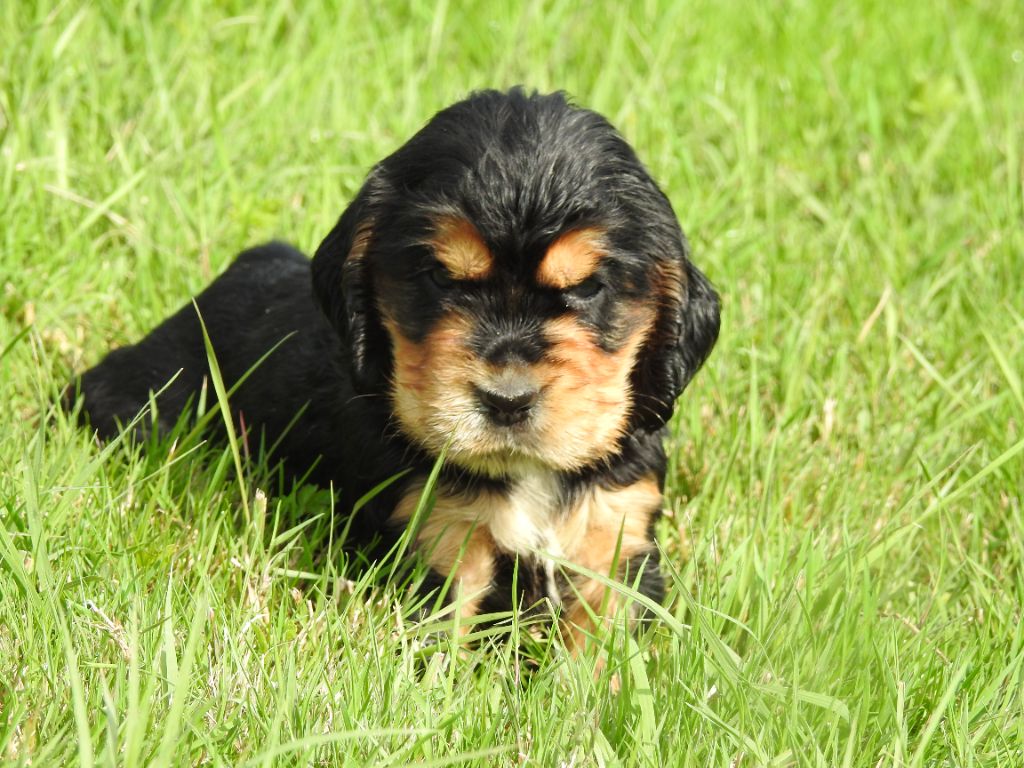 Femelle noire et feu cravate - Cocker Spaniel Anglais