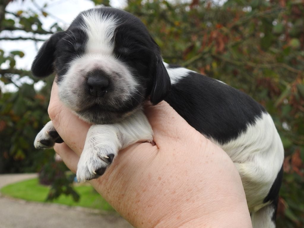 Femelle bleue - Cocker Spaniel Anglais