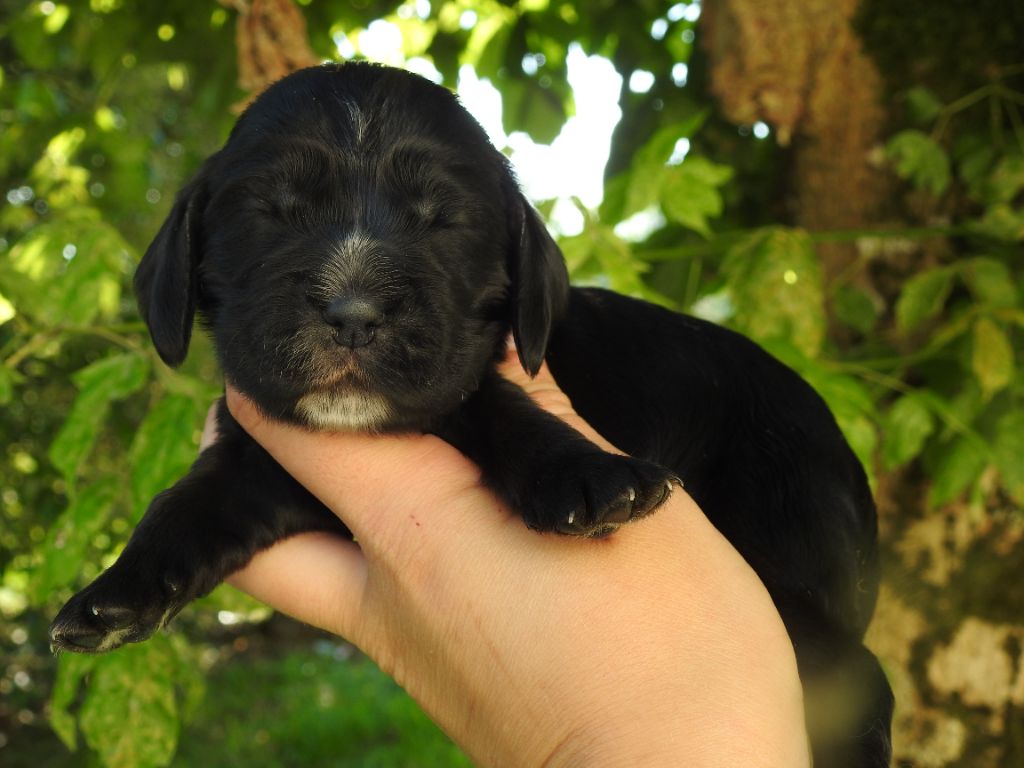 Mâle noir - Cocker Spaniel Anglais