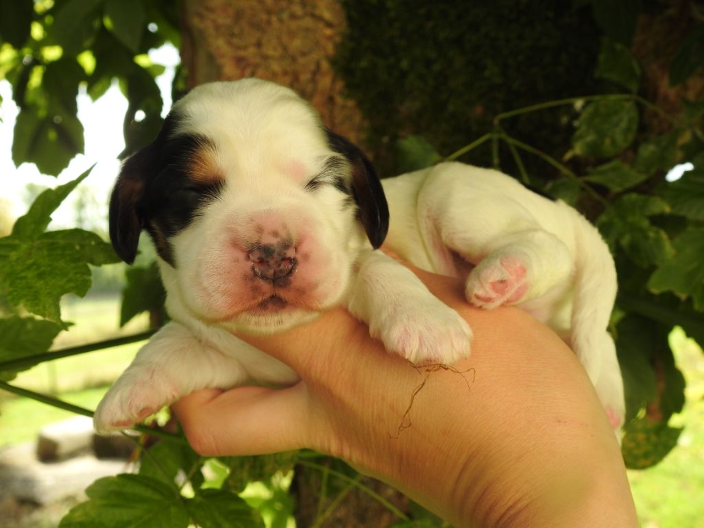 Mâle tricolore - Cocker Spaniel Anglais