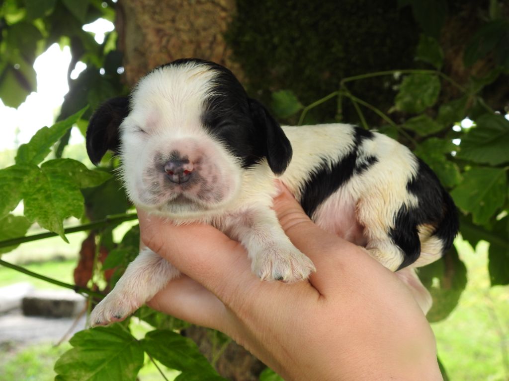 Mâle bleu - Cocker Spaniel Anglais